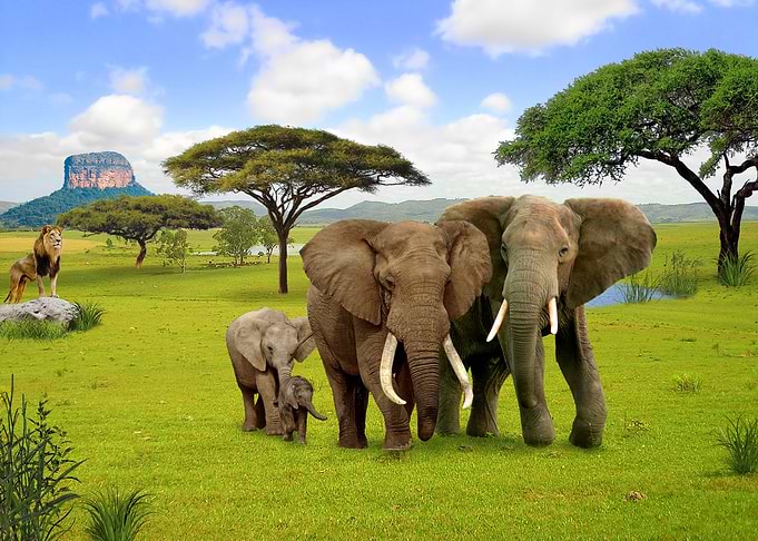 Elephant Animals of Africa