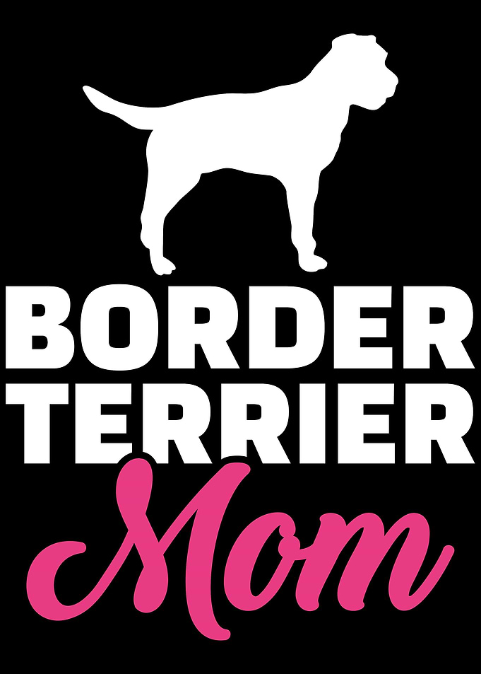 Border Terrier