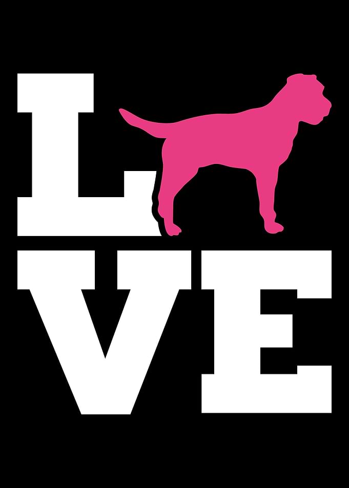 Border Terrier