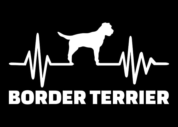 Border Terrier