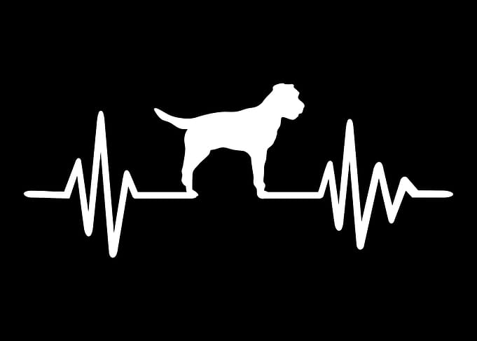 Border Terrier