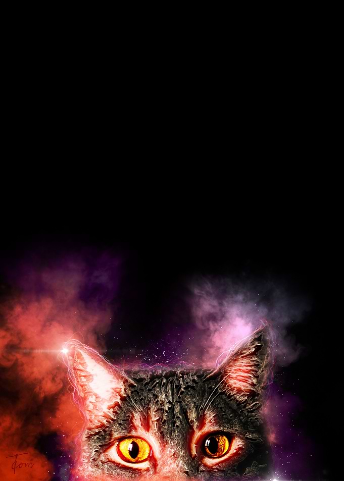 Mystery cat