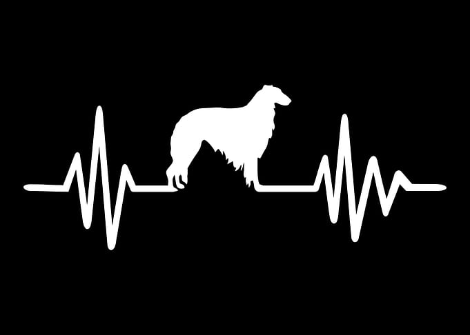 Borzoi