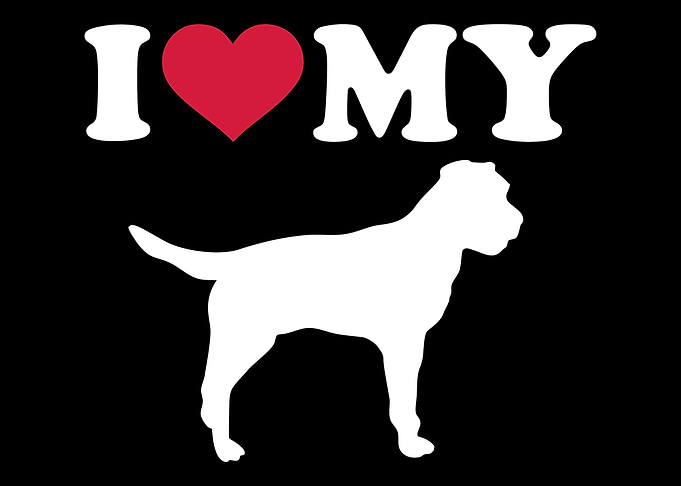 Border Terrier