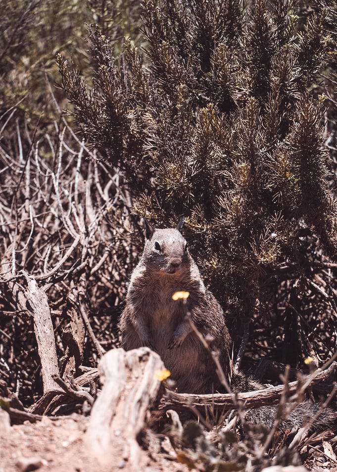 Big Sur Groundhog