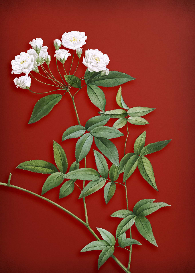 Lady Banks Rose