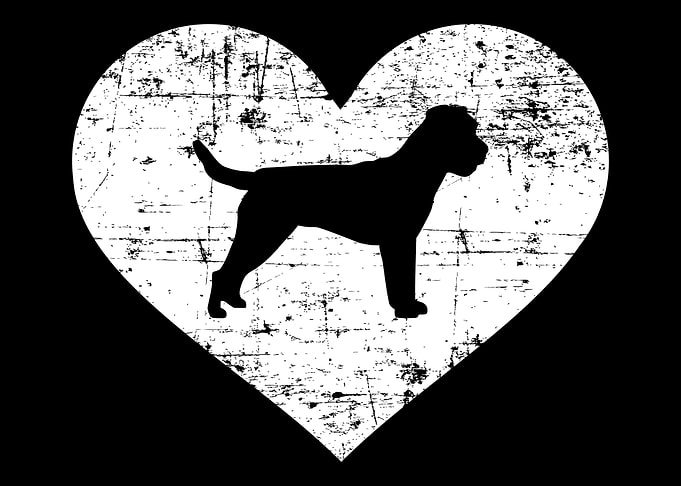 Border Terrier