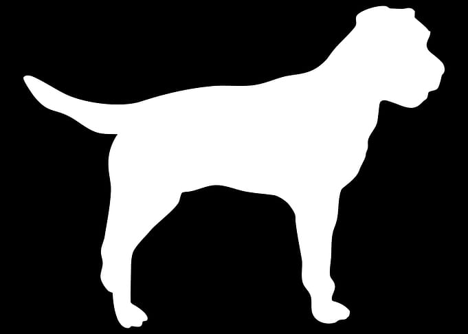 Border Terrier