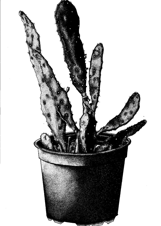 Cactus Opuntia Monacantha