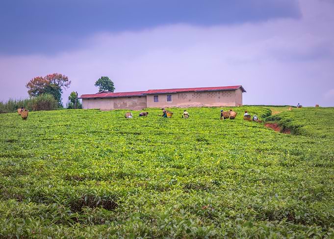 Agricultural tea fields