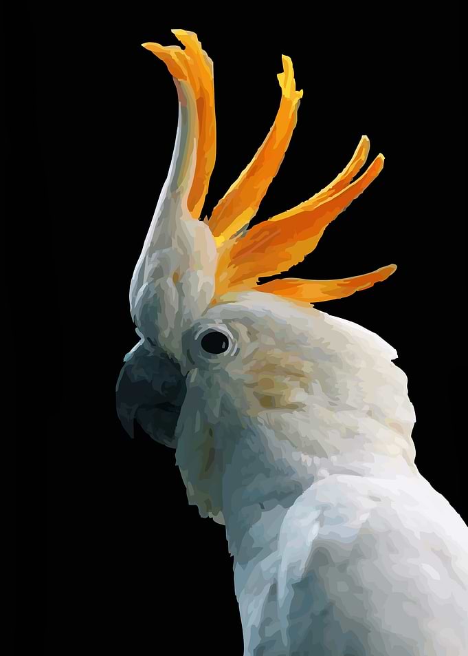 Parrots