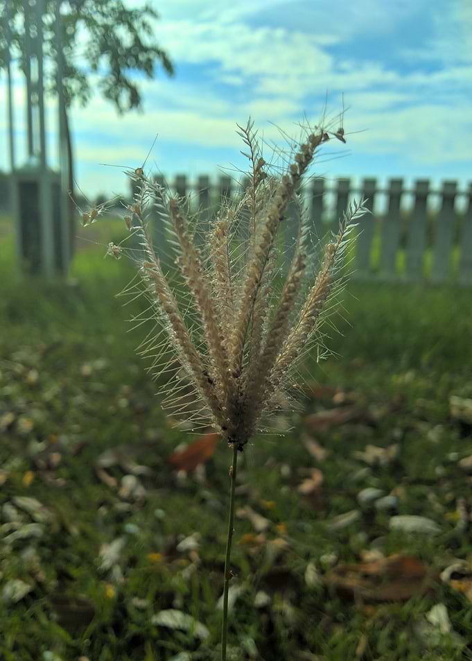 plant