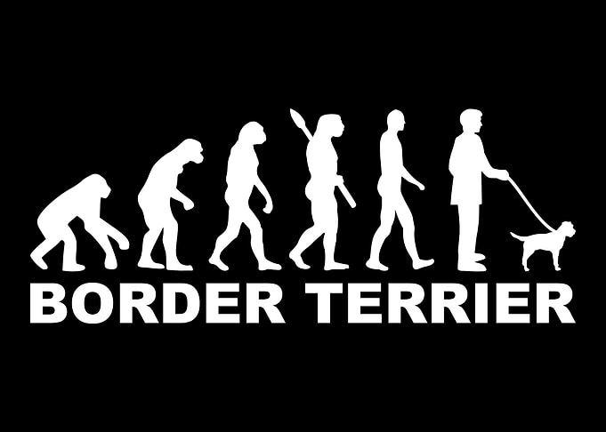 Border Terrier