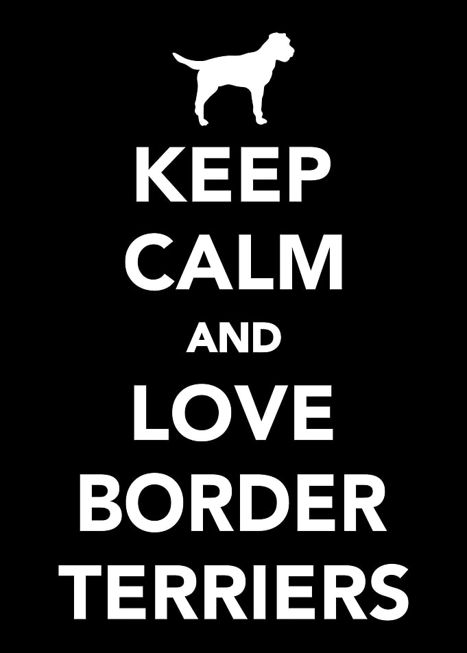 Border Terrier