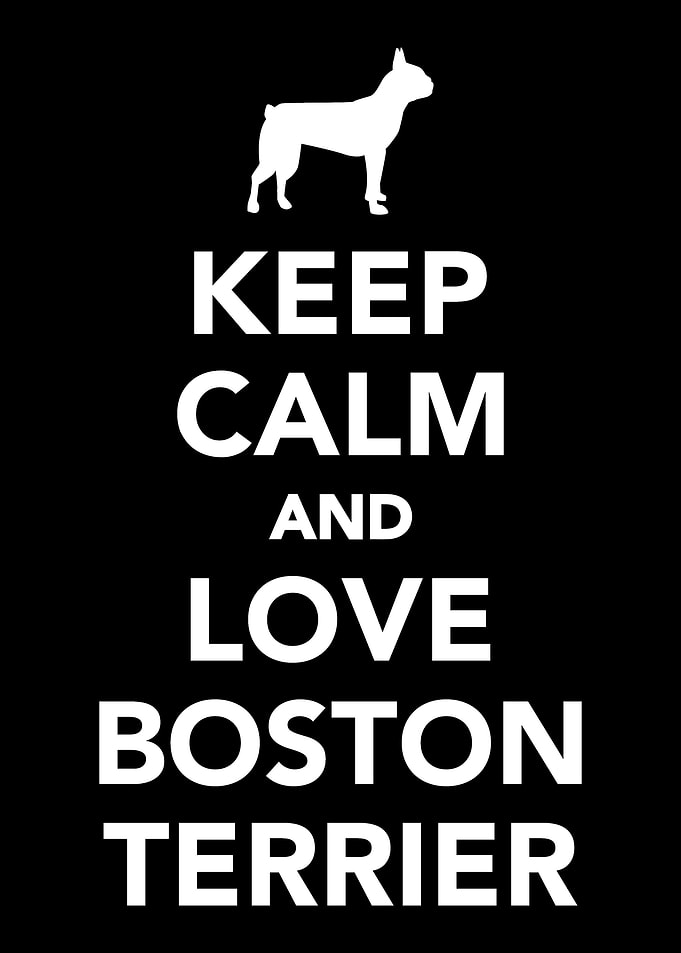 Boston Terrier