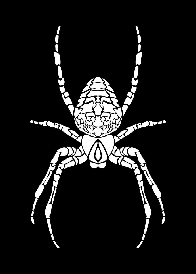 Spider Illustration