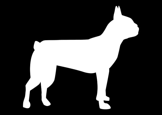 Boston Terrier
