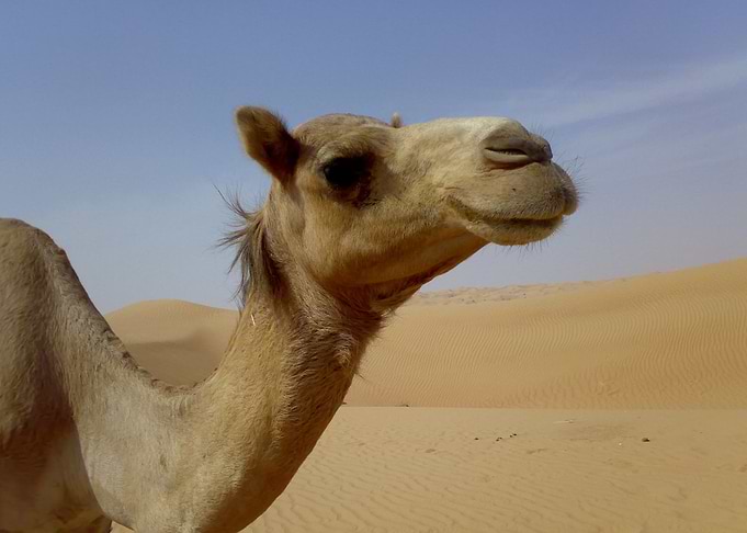 Camels In The Desert