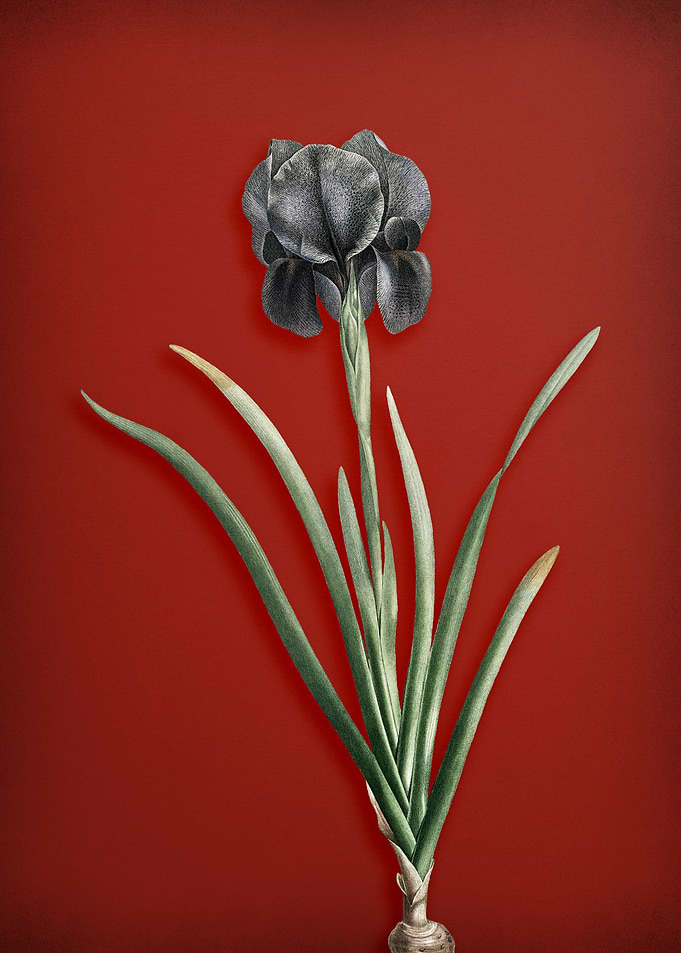 Mourning Iris