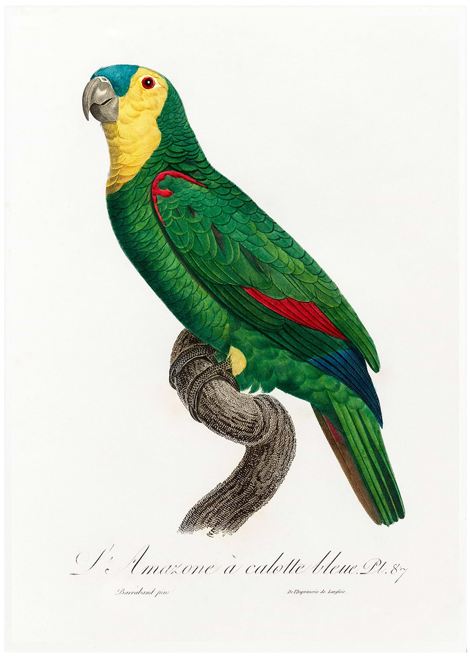 Blue fronted amazon