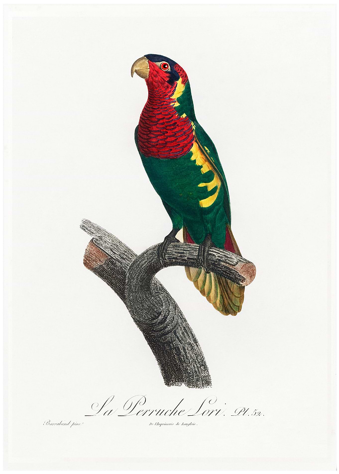 Blue headed pied lorikeet