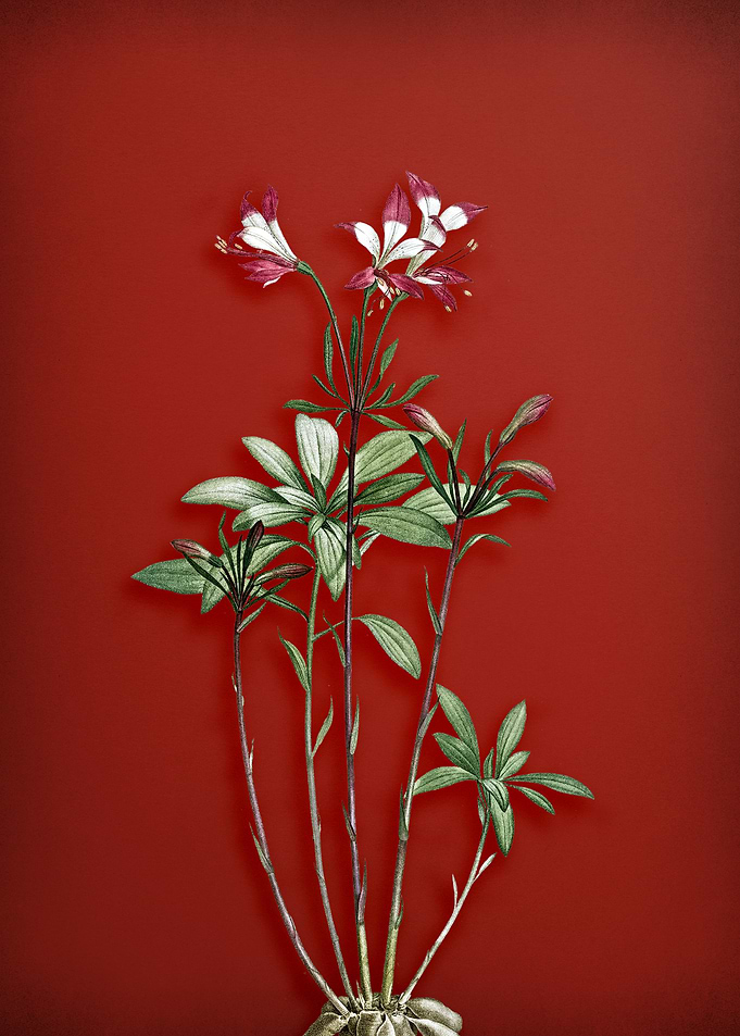 Lily of the Incas