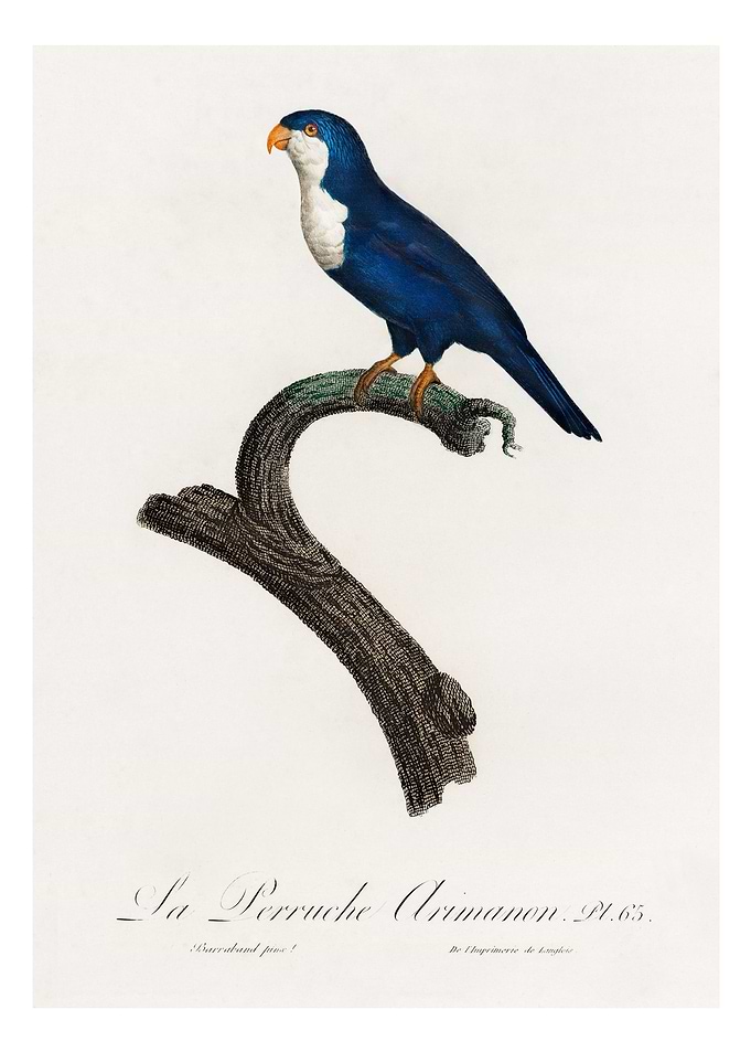 Arimanon parakeet