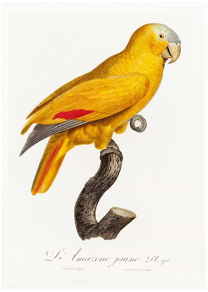 Blue fronted parrot