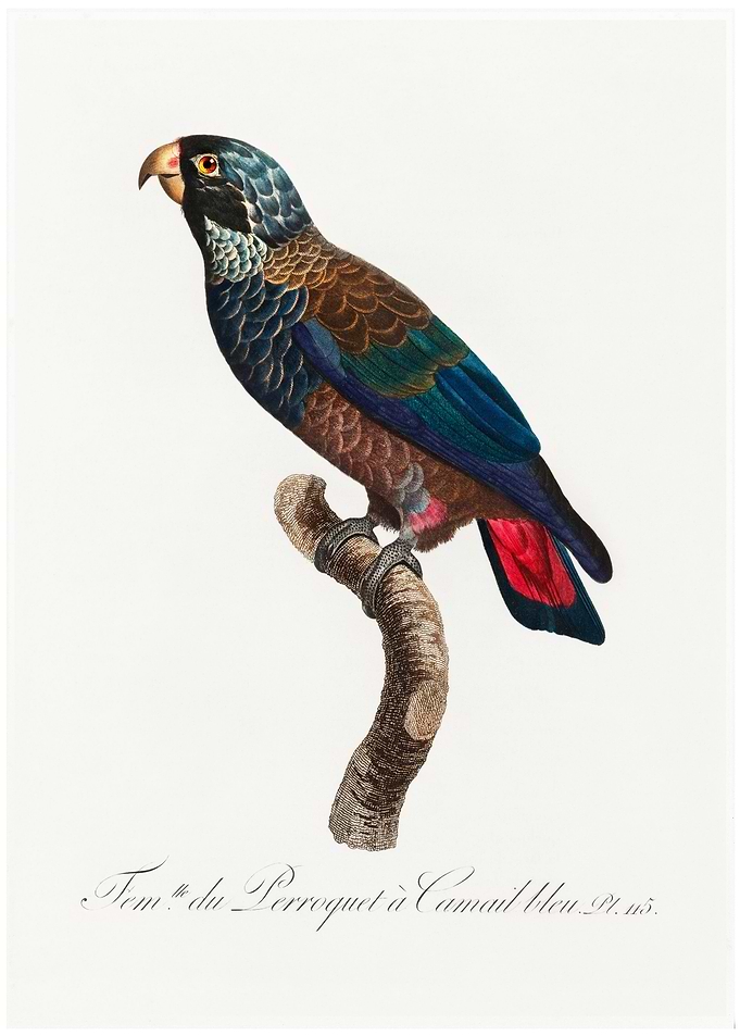 Bronze winged parrot