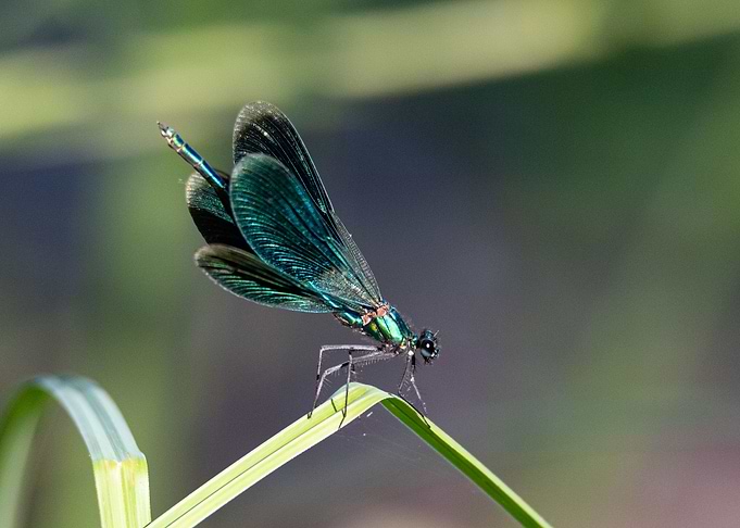 Green dragonfly laid on a