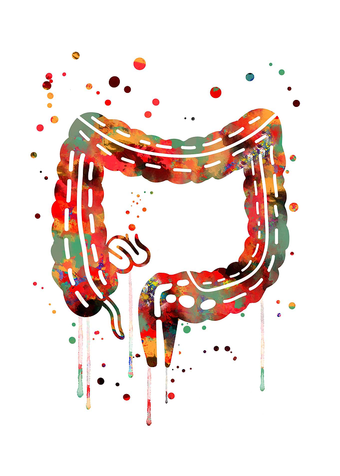 Gastrointestinal tract