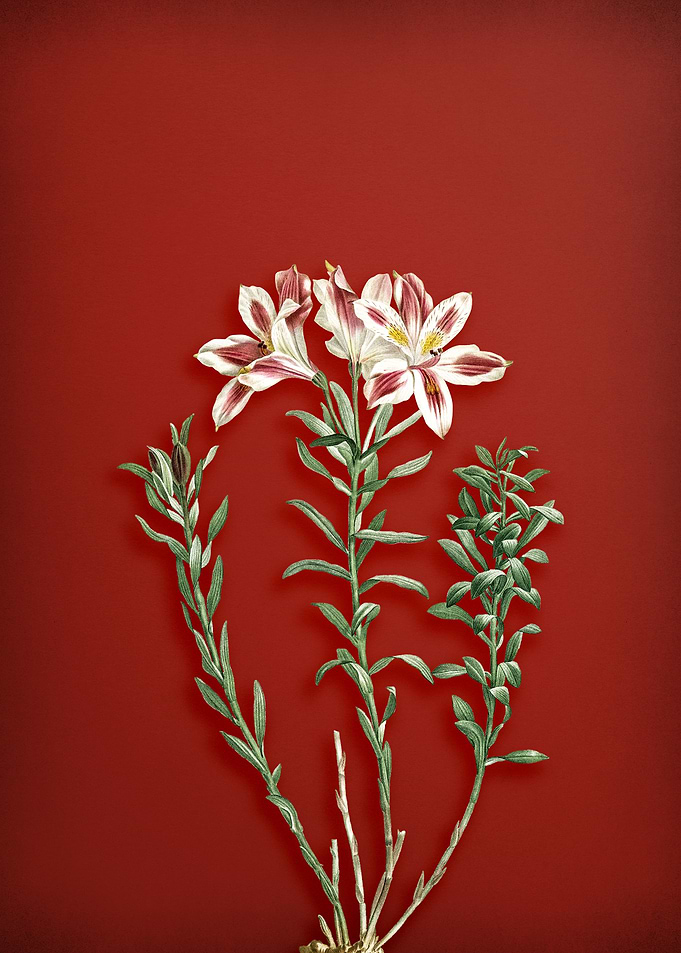 Lily of the Incas