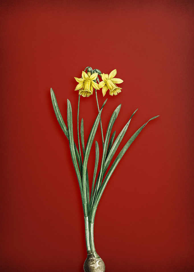 Lesser Wild Daffodil