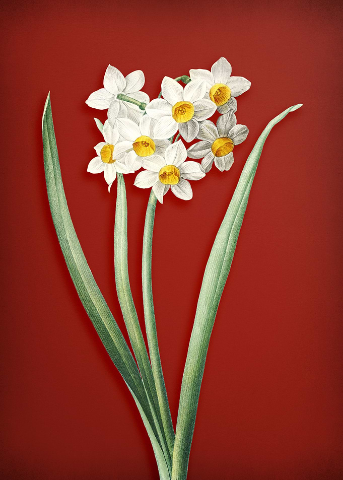 Narcissus Easter Flower