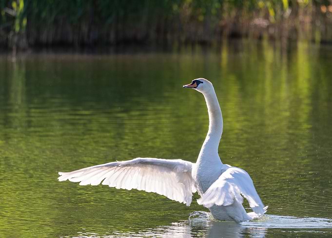 Big white swan flaps its w