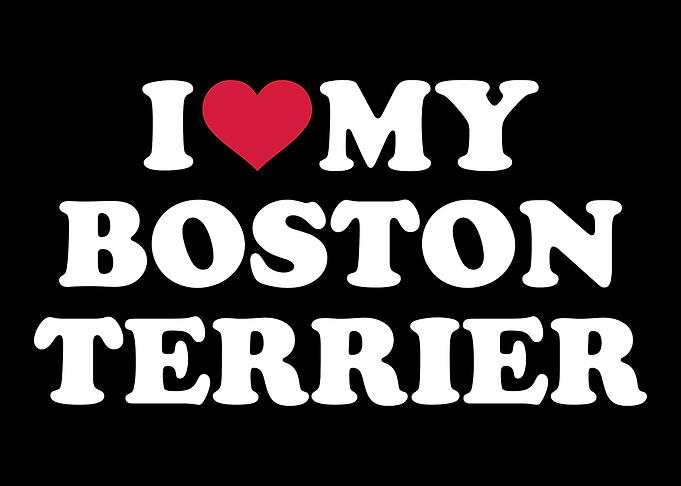 Boston Terrier