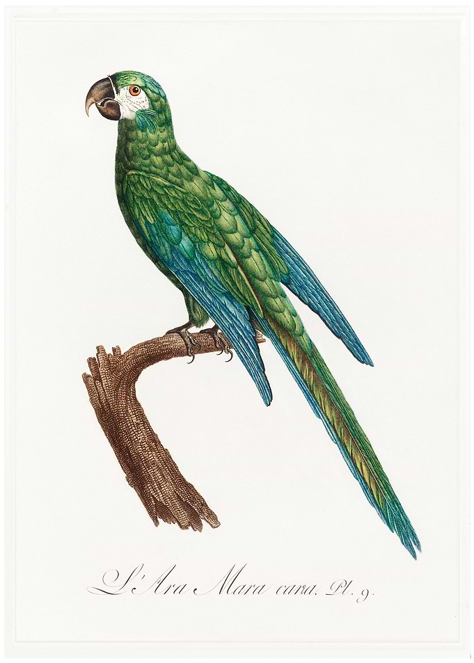 Illiger macaw