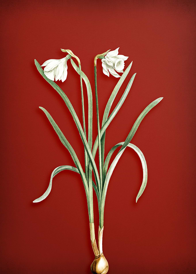 Narcissus Candidissimus