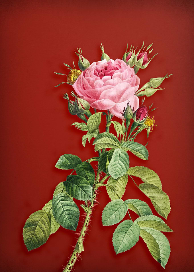 Four Seasons Rose