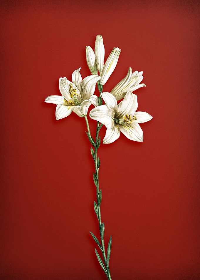 Madonna Lily