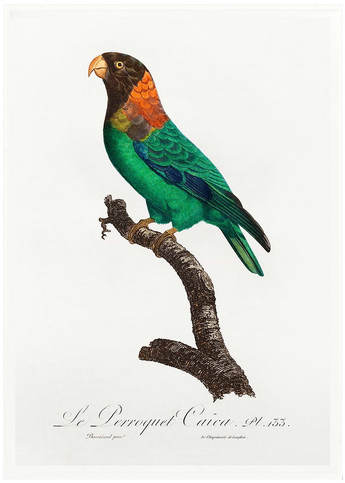 Caica parrot
