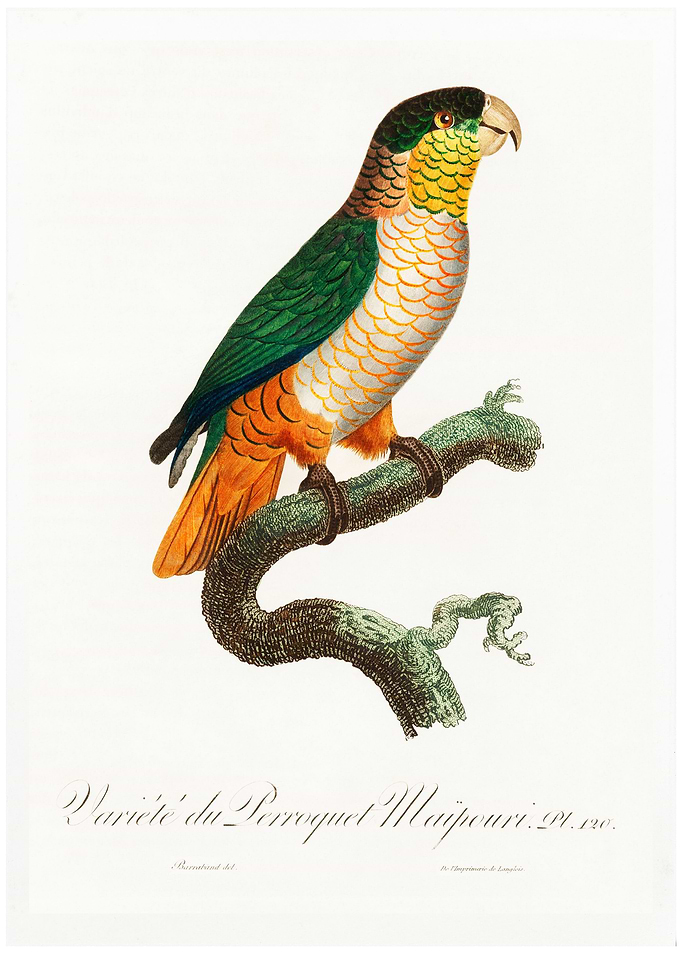 Black headed caique