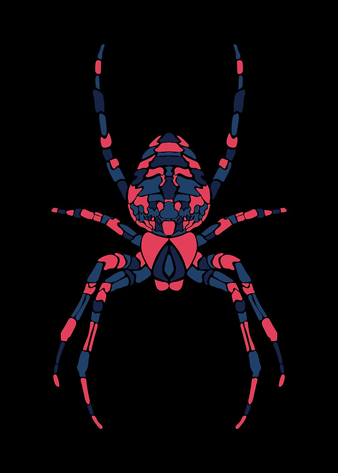 Spider Illustration