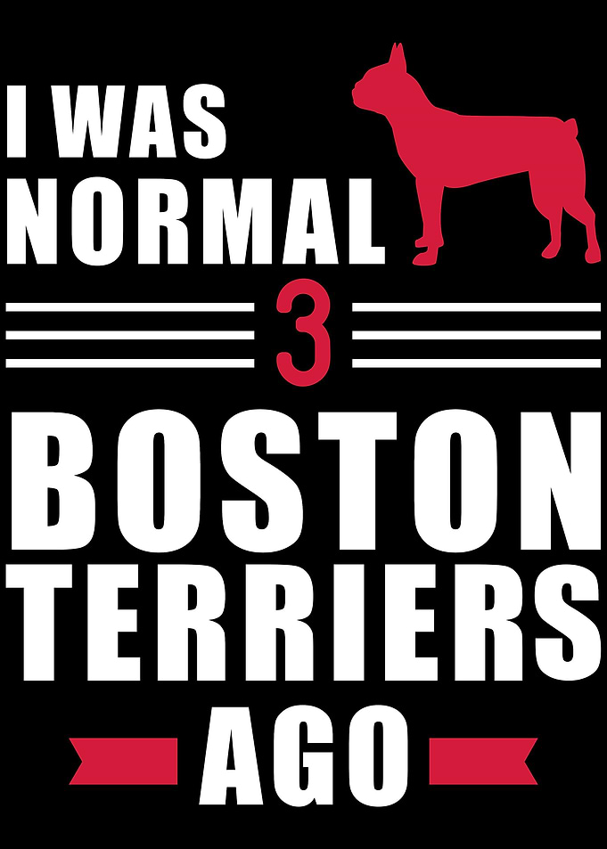 Boston Terrier