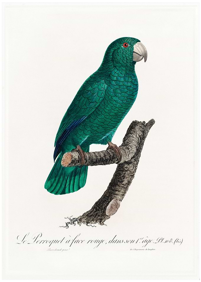 Cuban parrot