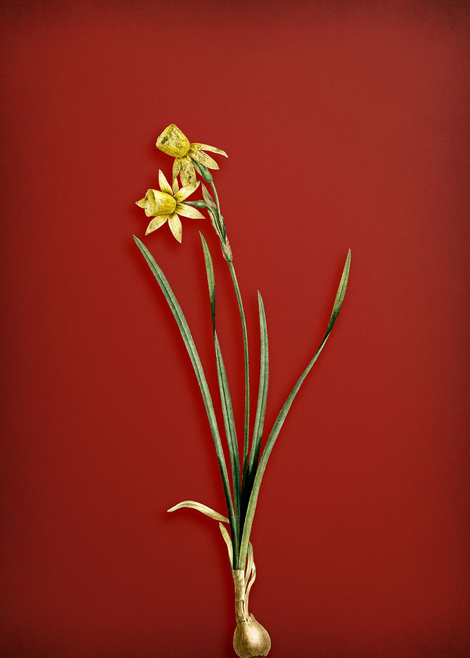 Narcissus Calathinus