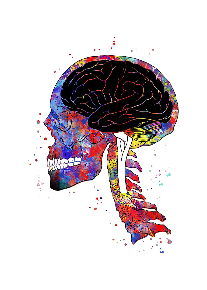 Skull and brain