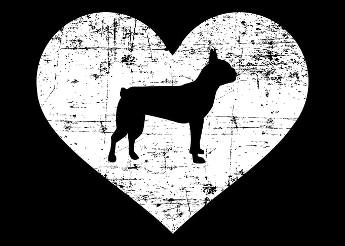 Boston Terrier