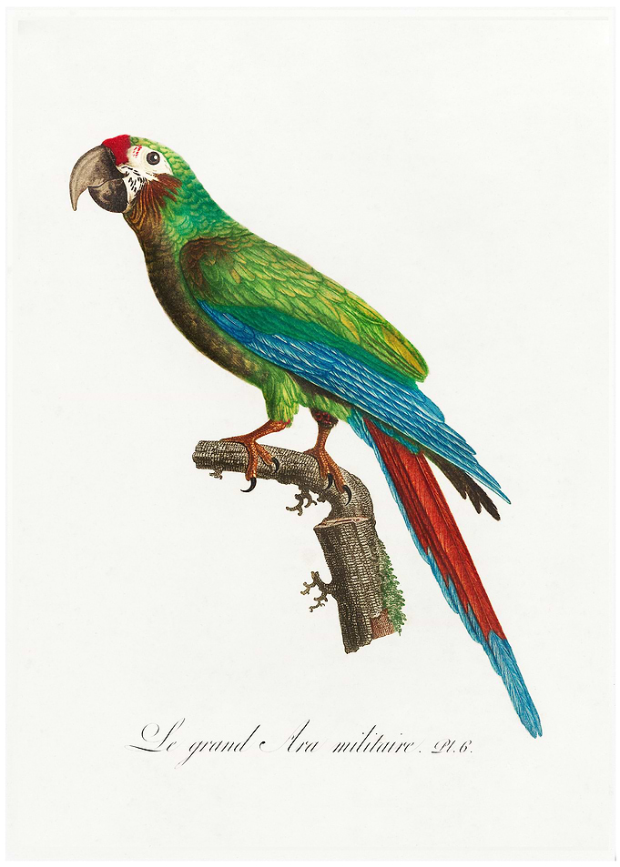 Buffon macaw