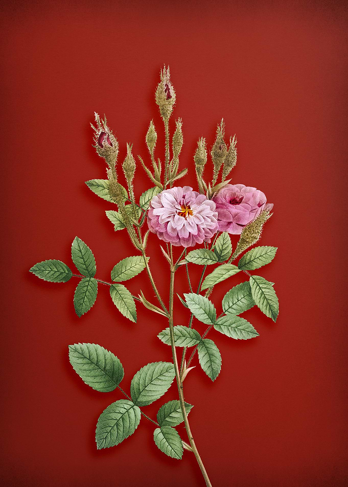 Mossy Pompon Rose